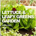 All-in-One Lettuce and leafy greens variety pack from SeedsNow-SeedBanks, showing fresh, vibrant lettuce and greens in seed packets.