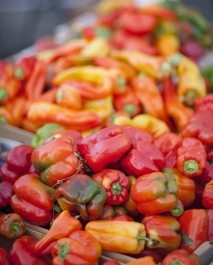 All-in-One Salsa Garden Variety Pack of seeds from SeedsNow-SeedBanks, showing colorful tomato and pepper plant seedlings.