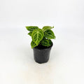Anthurium dorayaki (Anthurium)