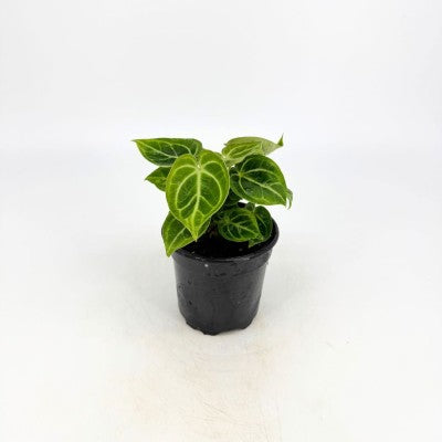 Anthurium dorayaki (Anthurium)