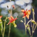 Aquilegia formosa (Western Columbine) Seed Packet