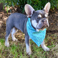 Chasin' Tail Dog Designs PDX Carpet Dog Bandana, Medium