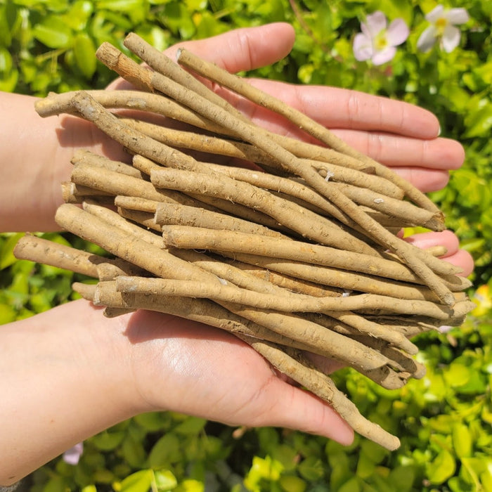 Large horseradish root from SeedsNow-Horseradish, fresh and earthy with a rough, brown exterior and white interior visible.