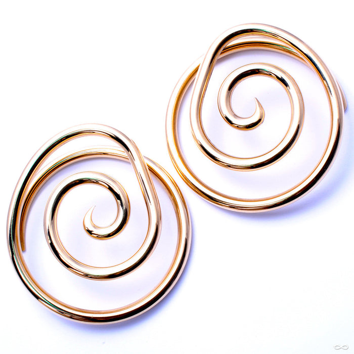 Nautilidae from Little 7 in Brass
