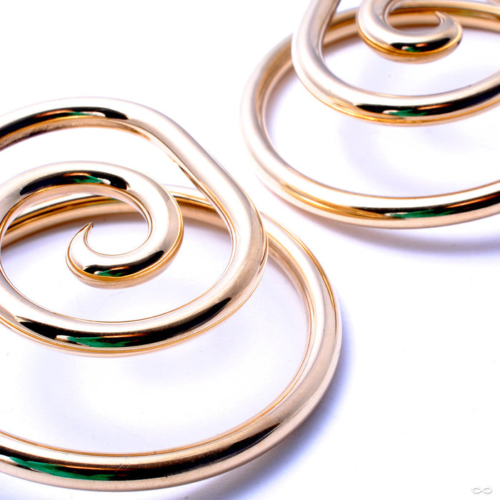 Nautilidae from Little 7 in Brass