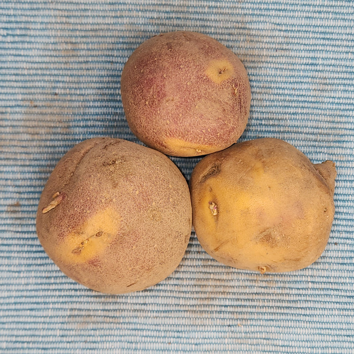 Organic early-season Cheshire potato seed from SeedsNow-Potatoes, showing round, fresh Cheshire potato seed tubers.