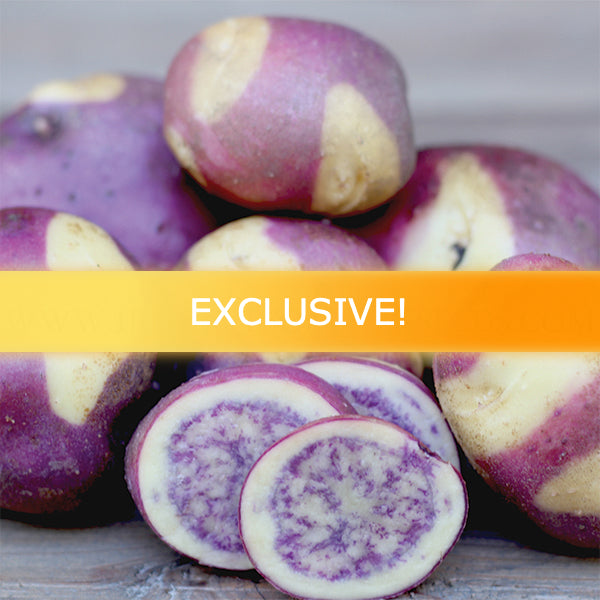 Organic Jester early-season potato seed from SeedsNow-Potatoes, showing fresh round potato tubers with smooth skin.