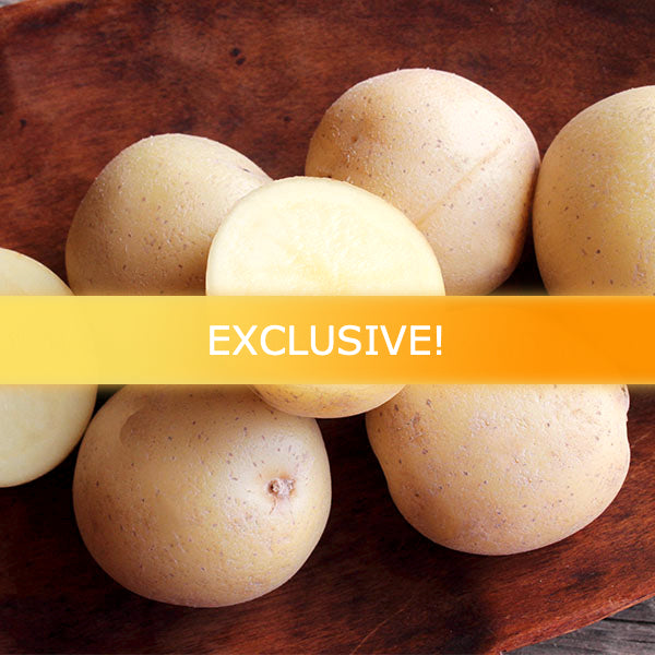 Organic Malou early-season potato seed from SeedsNow-Potatoes, showing fresh, healthy potato tubers for planting.