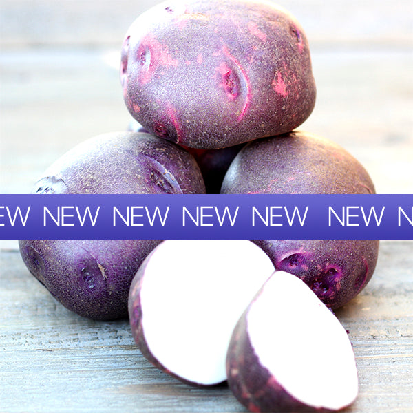 Organic Viking Purple early-season potato seed from SeedsNow-Potatoes, showing round, purple-skinned seed potatoes for planting.