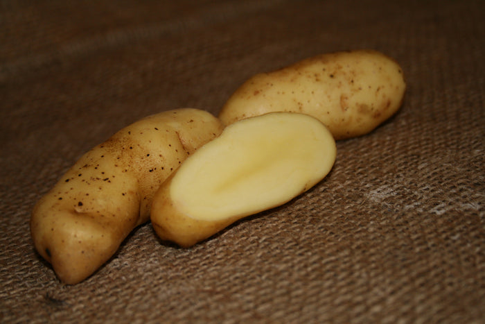 Organic Russian Banana fingerling potato seed from SeedsNow-Potatoes, with elongated yellow-skinned tubers visible in the image.
