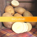 Late-season potato Defender variety with oblong shape, white flesh, and russet skin, shown whole and sliced in wooden crate.
