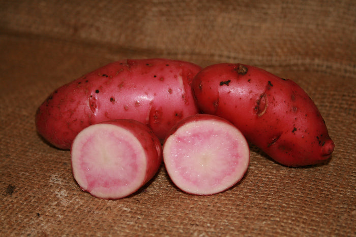 Organic Red Thumb Fingerling Potato seed from SeedsNow, showing vibrant red-skinned heirloom potatoes ideal for planting.