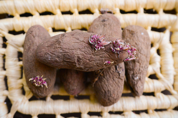Organic red thumb fingerling potato seed from SeedsNow-Potatoes, showing elongated, reddish-brown heirloom potato with smooth skin.