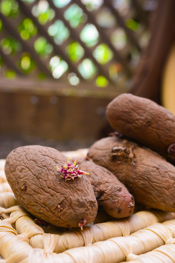 Organic Red Thumb Fingerling potato seed from SeedsNow-Potatoes, showing vibrant red-skinned, heirloom late-season potato tubers.