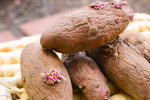 Organic red thumb fingerling potato seed from SeedsNow-Potatoes, showing elongated, reddish-brown heirloom tubers on a white background.