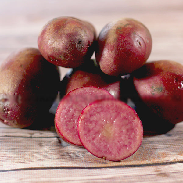 Late-season Terra Rosa fingerling potato seed from SeedsNow-Potatoes, showing small, elongated reddish-brown potatoes with smooth skin.