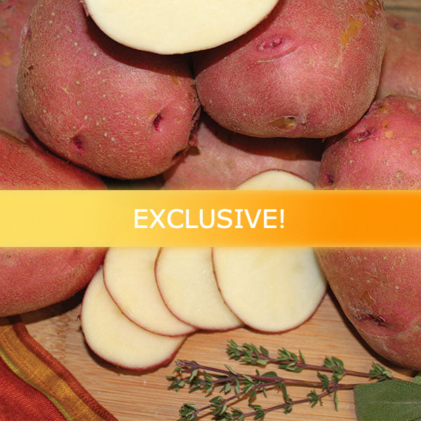 Organic Chieftain Potato seed from SeedsNow-Potatoes, showing a healthy mid-season heirloom potato with smooth skin.