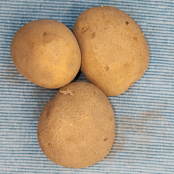 Organic German Butterball potato seed from SeedsNow-Potatoes, showing round, healthy mid-season potato tubers with smooth skin.