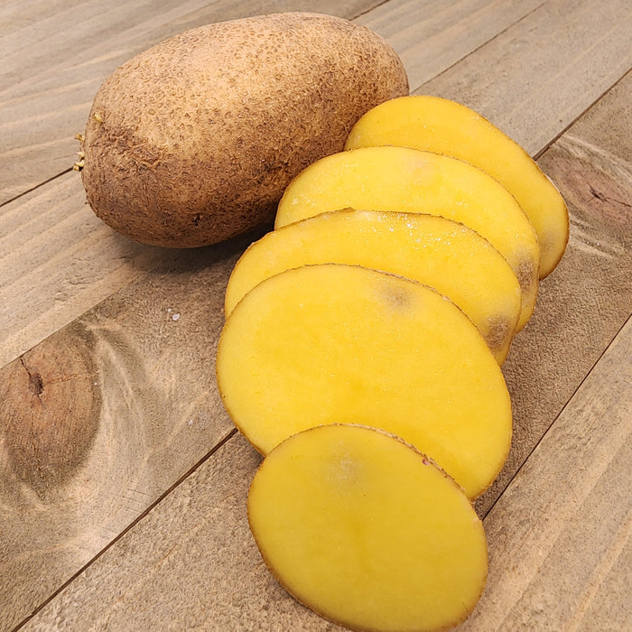 Organic German Butterball potato seed from SeedsNow-Potatoes, showing round, smooth, light yellow potatoes ideal for planting.