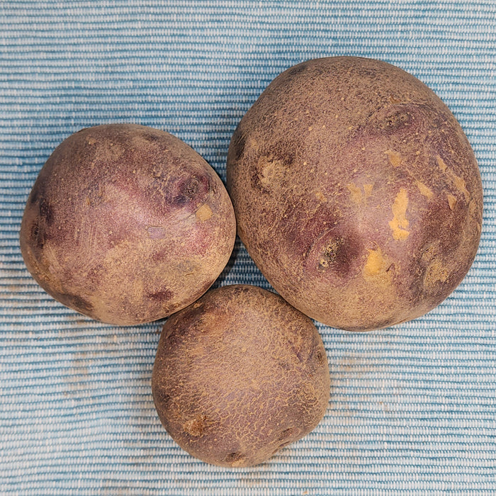 Organic Huckleberry Gold potato seed from SeedsNow-Potatoes, showing round, mid-season Huckleberry Gold potatoes on a farm.