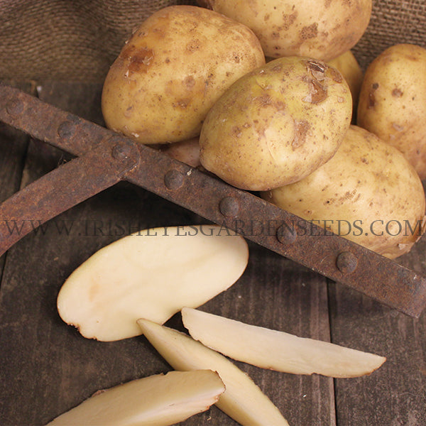 Organic Kennebec potato seed, mid-season variety, showing round, smooth potato with light brown skin and firm flesh.