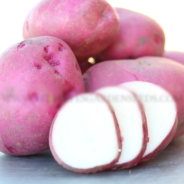 Organic Red Pontiac potato seed, round mid-season variety from SeedsNow-Potatoes, displayed in a close-up image.