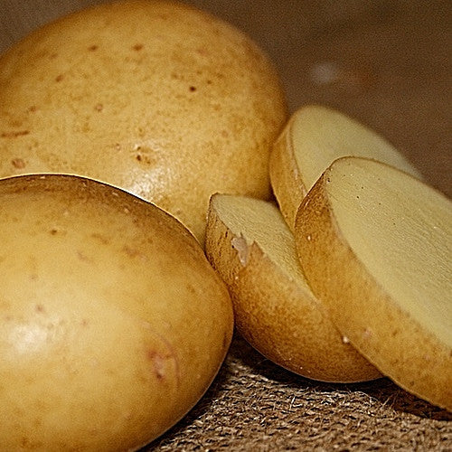 Organic Yukon Gold mid-season potato seed from SeedsNow-Potatoes, showing round, golden-yellow tubers ready for planting.