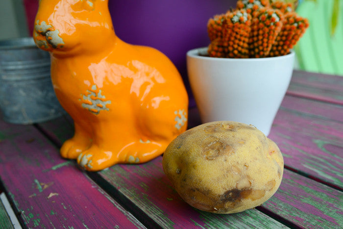 Organic Yukon Gold potato seed, mid-season variety, shown as round, organic seed potato from SeedsNow-Potatoes in DSC_9543.jpg.