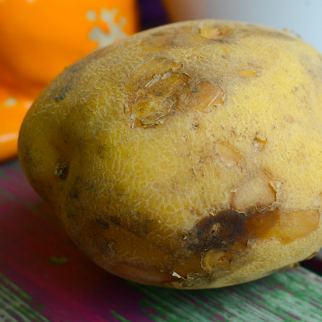 Organic Yukon Gold potato seed from SeedsNow-Potatoes, showing round, yellow-skinned mid-season Yukon Gold potatoes.